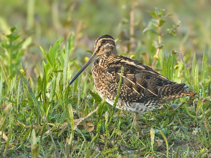 Gallinago gallinago Common Snipe Watersnip